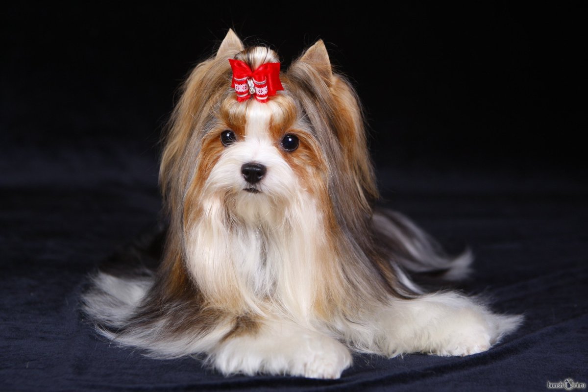 Бивер-Йоркширский терьер