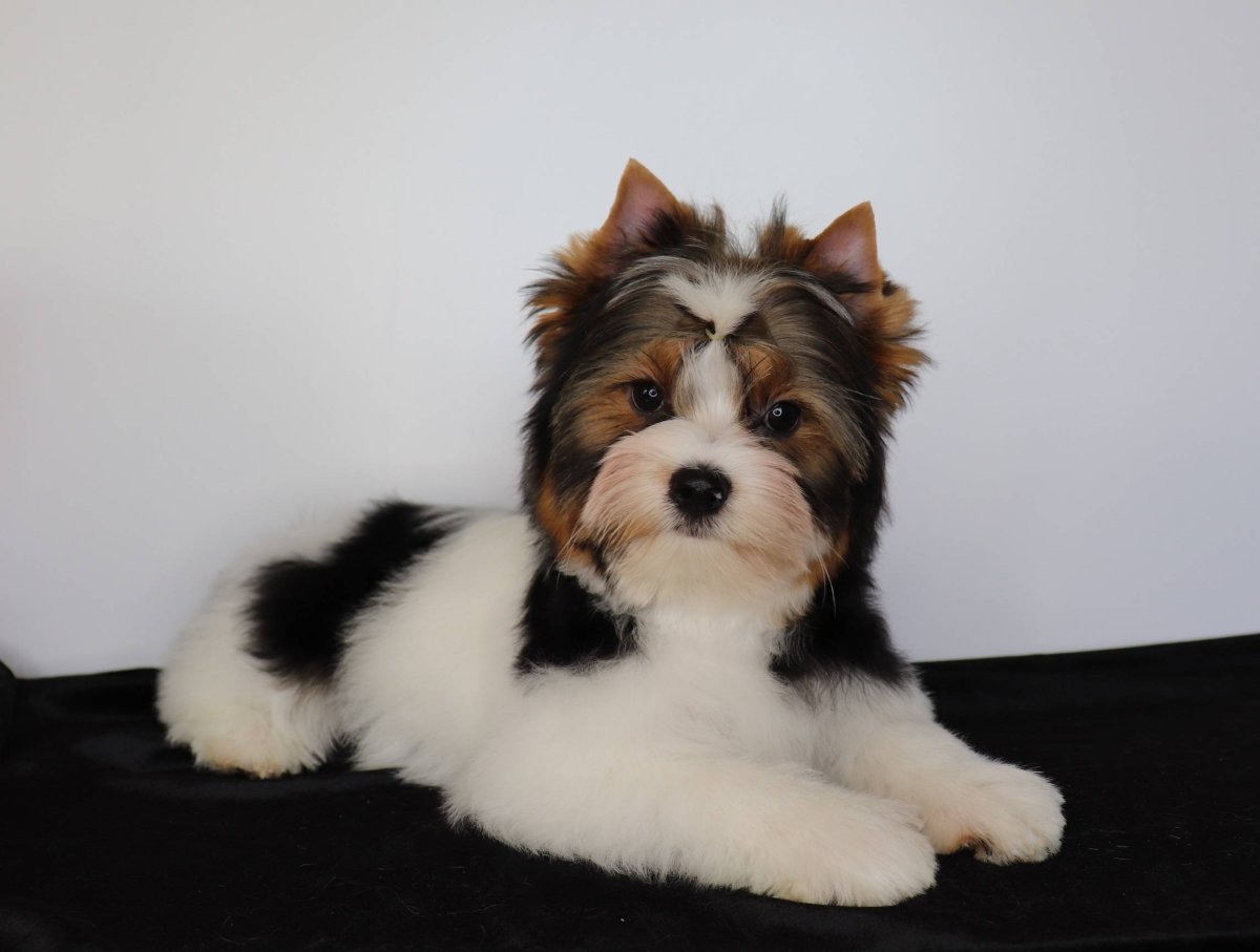 Бивер животное