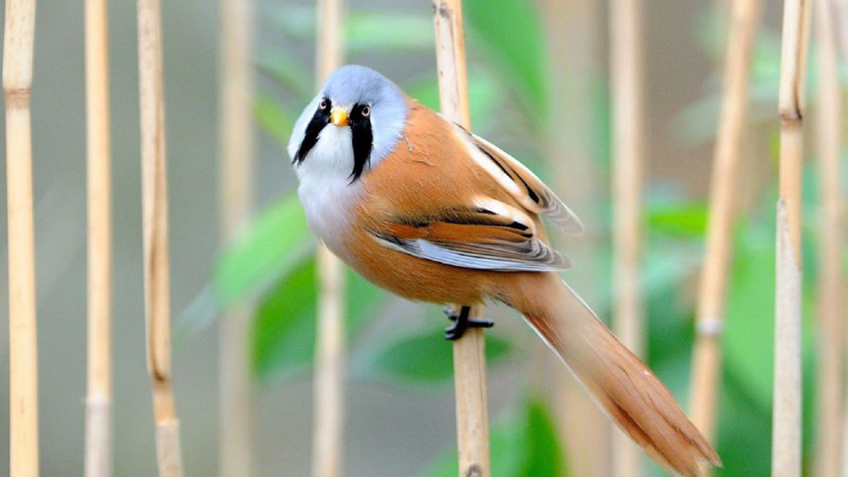 Певчие птицы мегаполиса