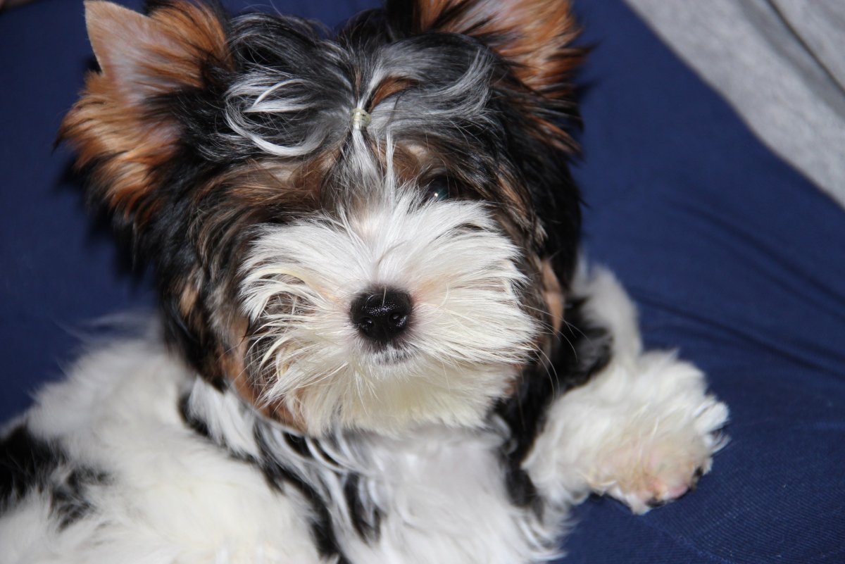 Бивер Йорк взрослый