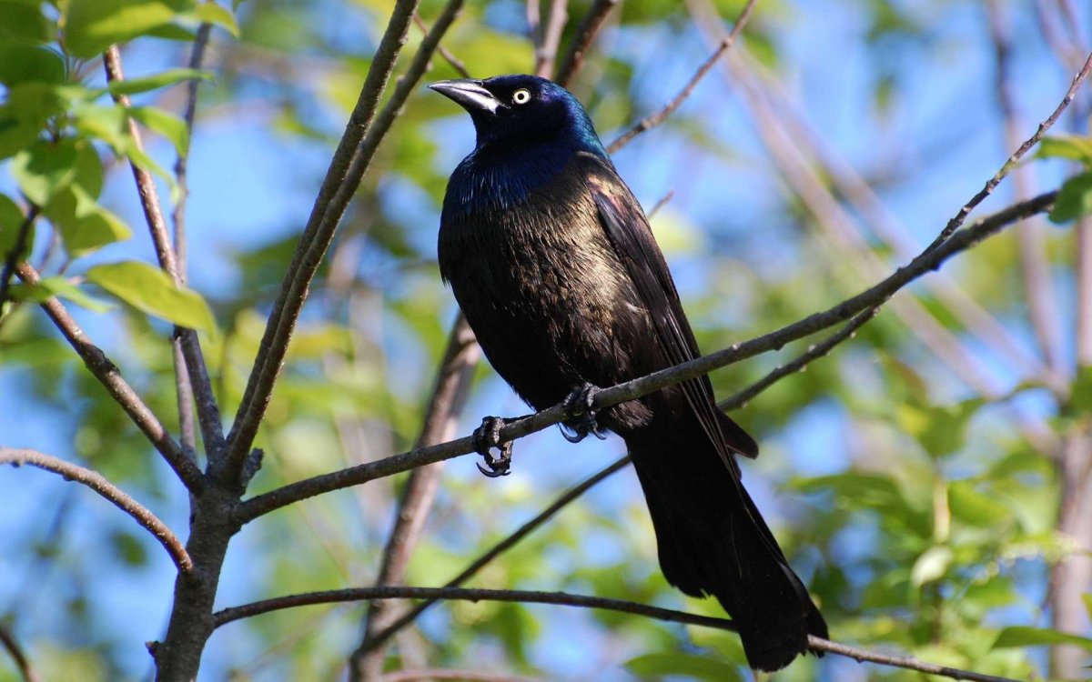 Расписной малюр