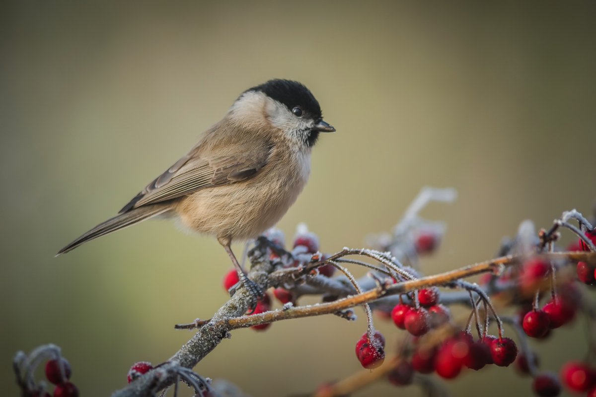 Чибрик птичка