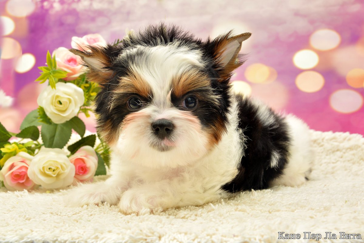 Бивер компаньон