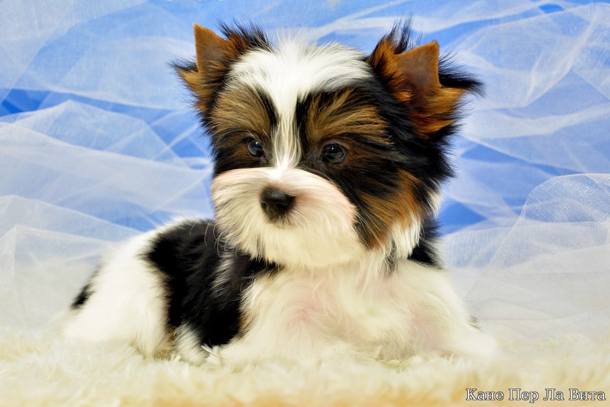 Бивер Йорк стандарт