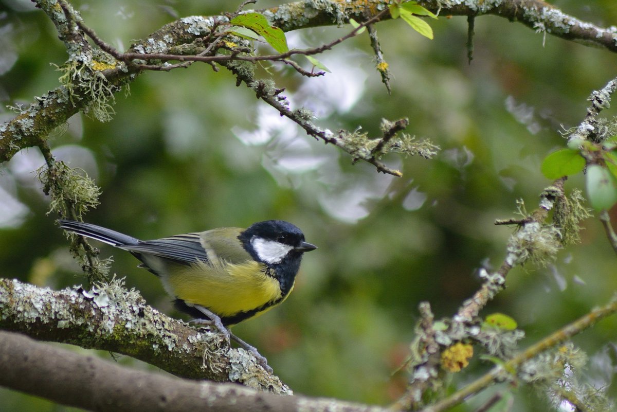 Прекрасный расписной малюр