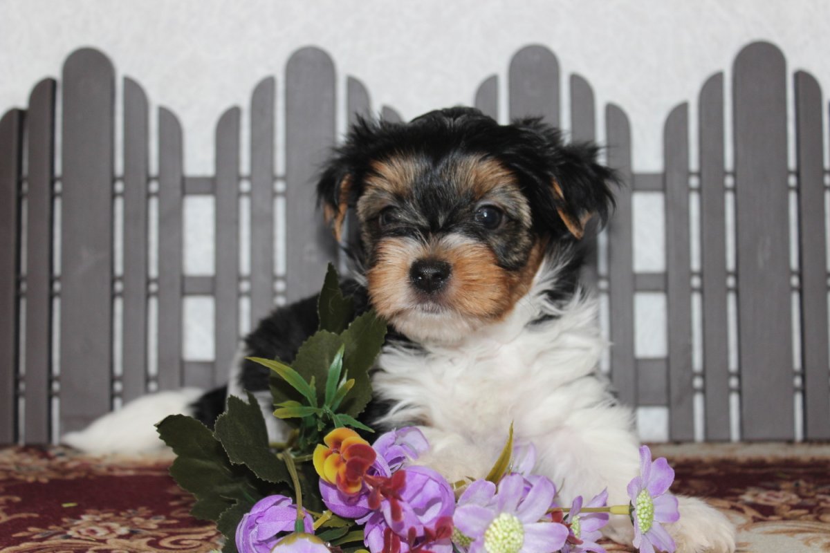 Бивер-Йоркширский терьер