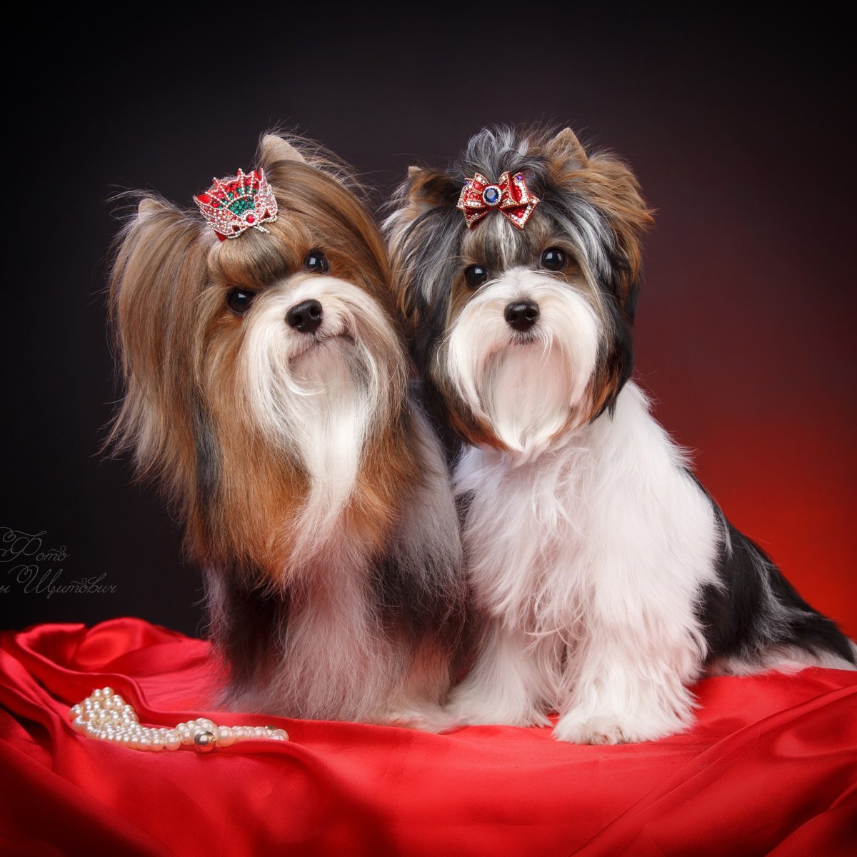 Презентация бивера