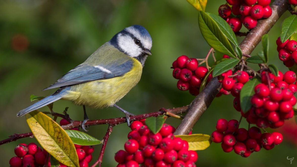 Птичка голубая сиалия