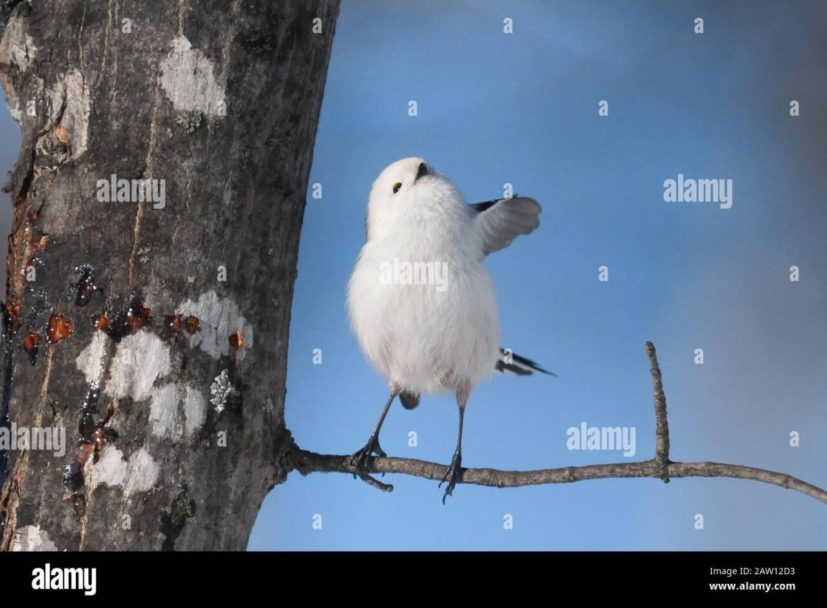 Длиннохвостая синица Хоккайдо