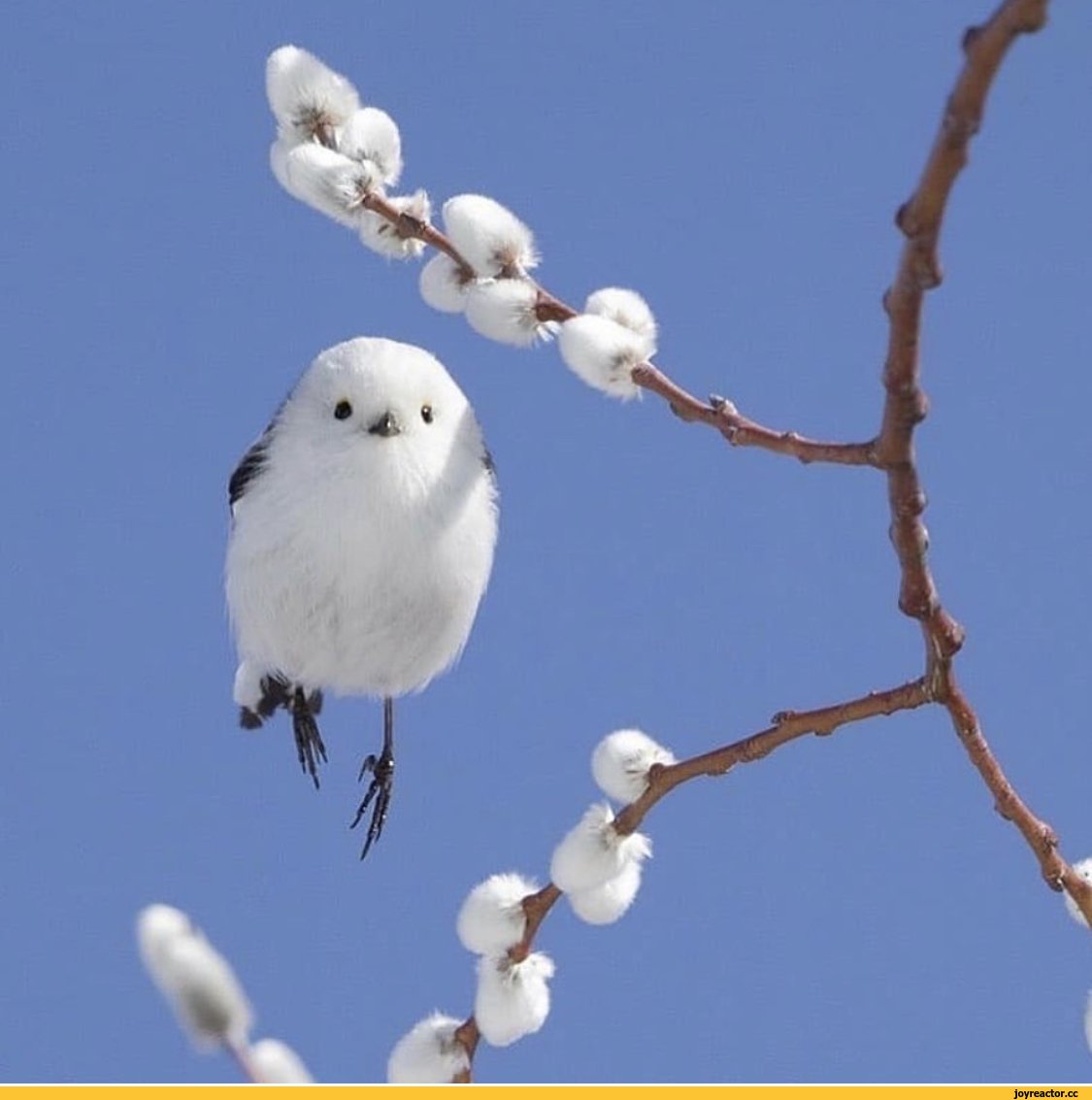 Шима энага птица