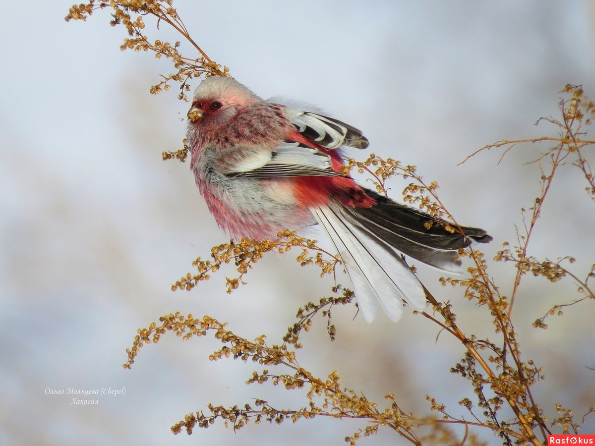 Урагус длиннохвостый