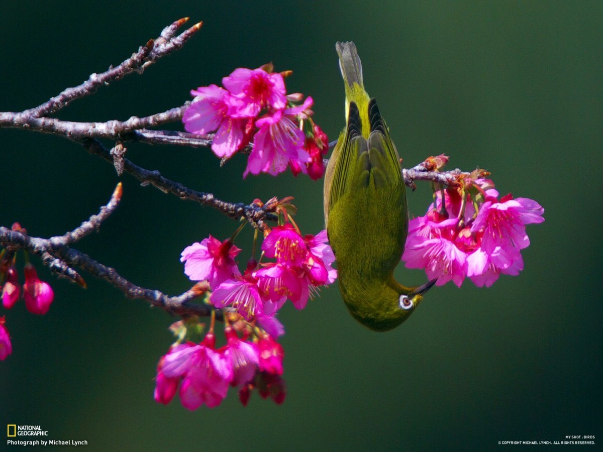 Красивые японские птички