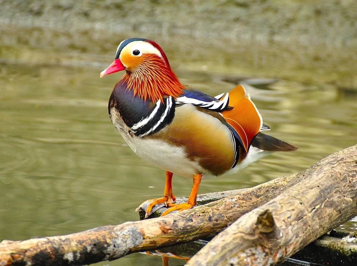 Утка Мандаринка