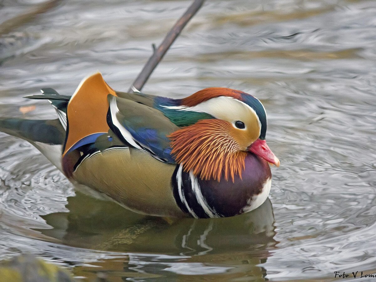 Утка Мандаринка Кедровая Падь