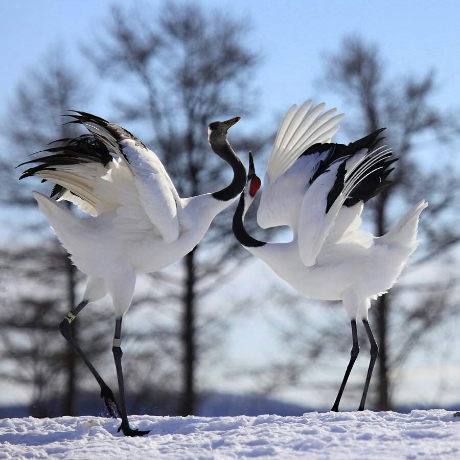 Стерх белый журавль танец