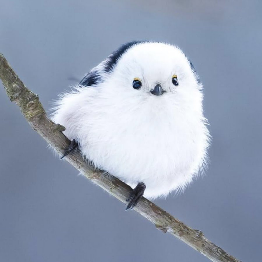 Топ самых милых птиц