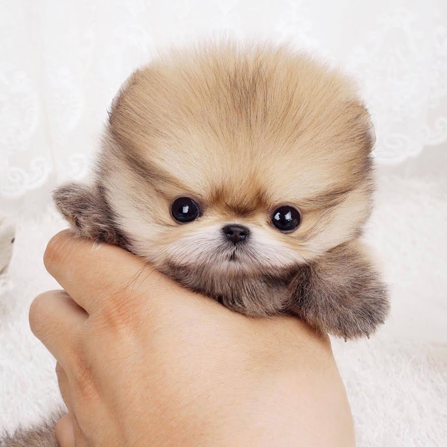 Самые милые и красивые собаки в мире