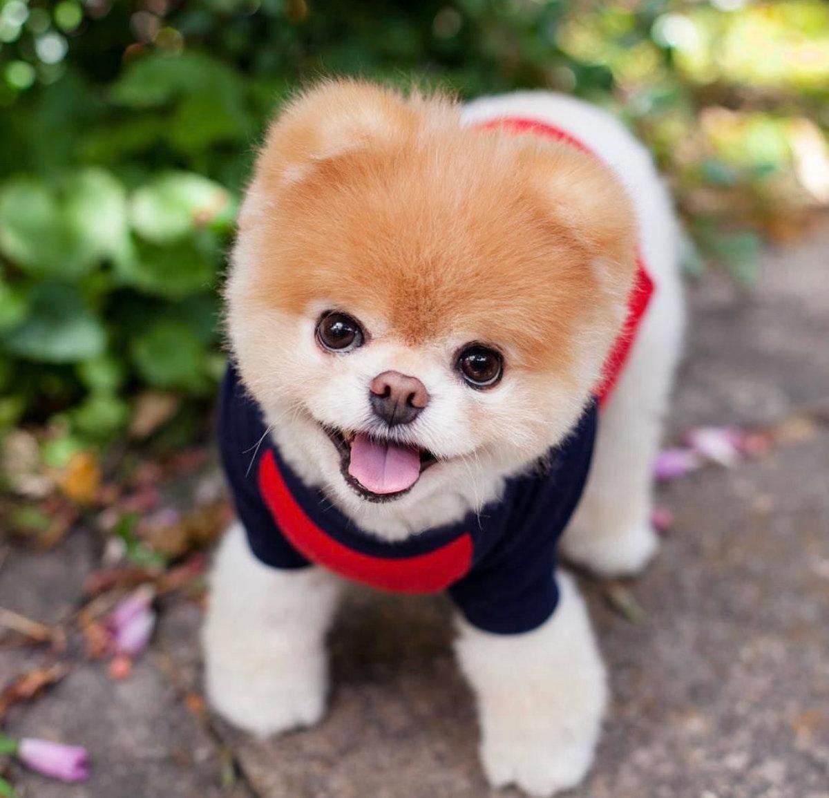 Шпиц карликовый белый