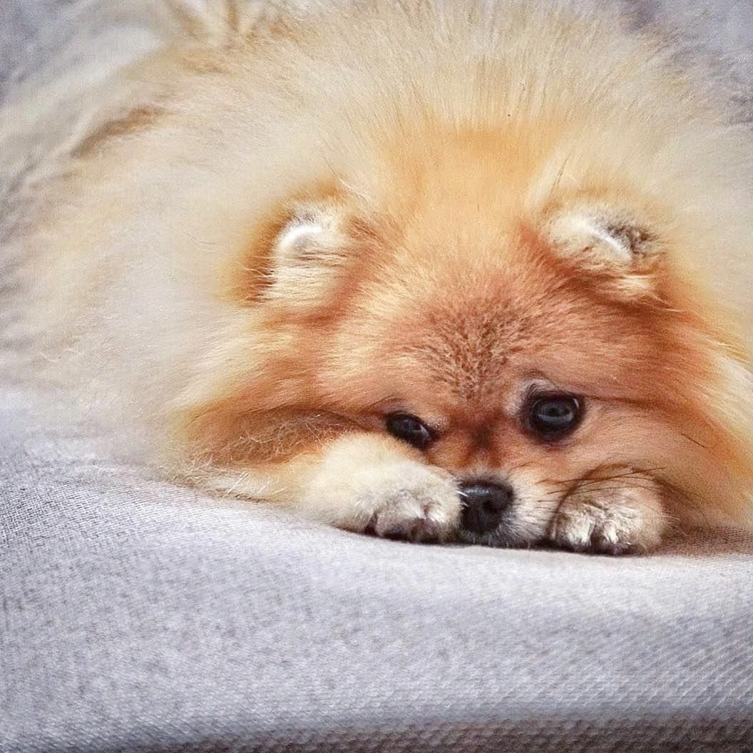 Два померанских шпица