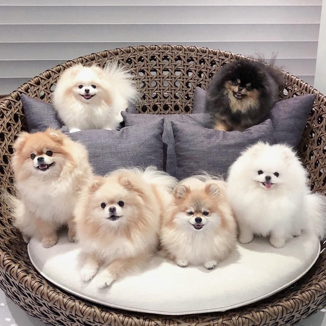 Шпиц jiffpom
