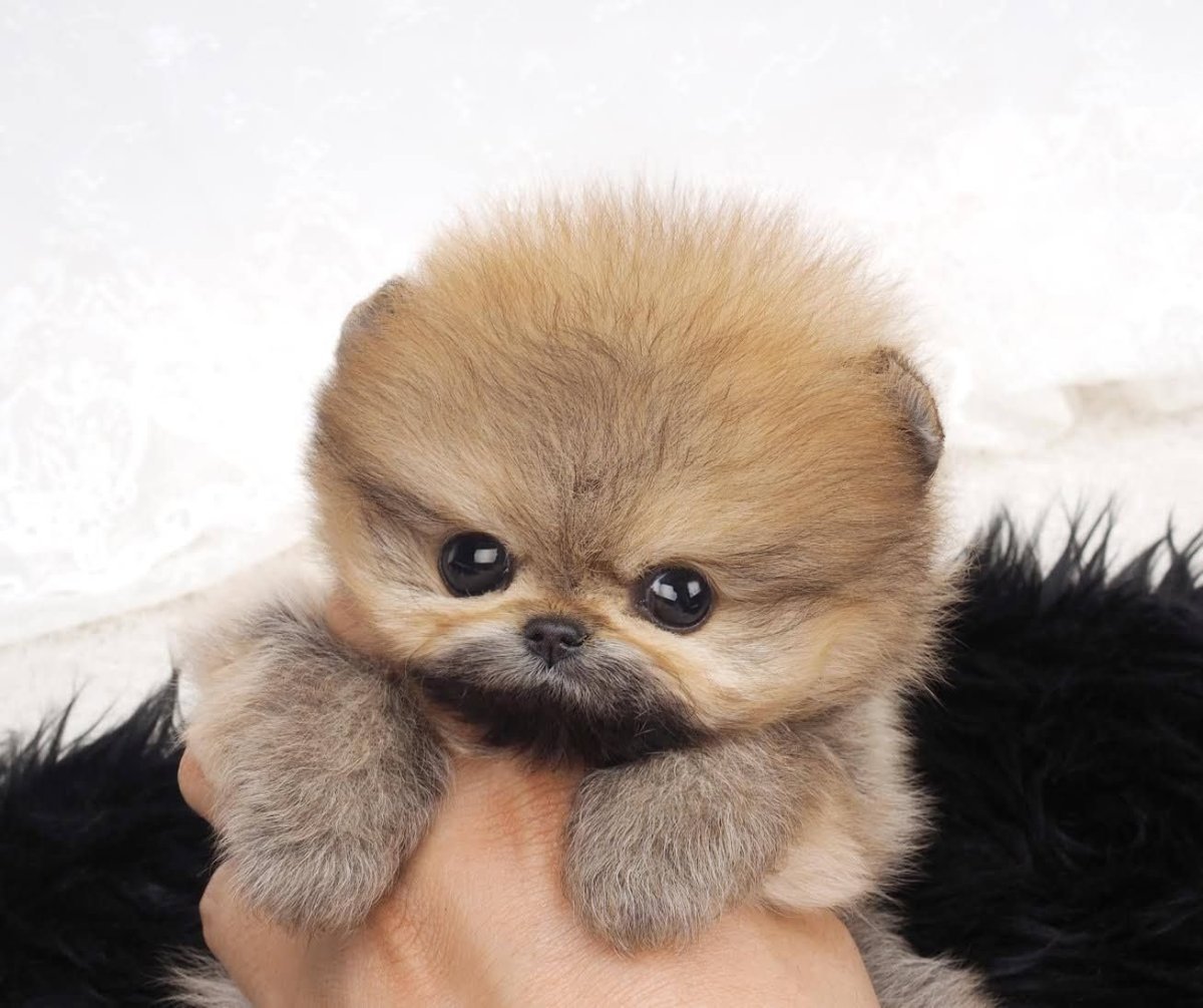 Померанский шпиц корейский