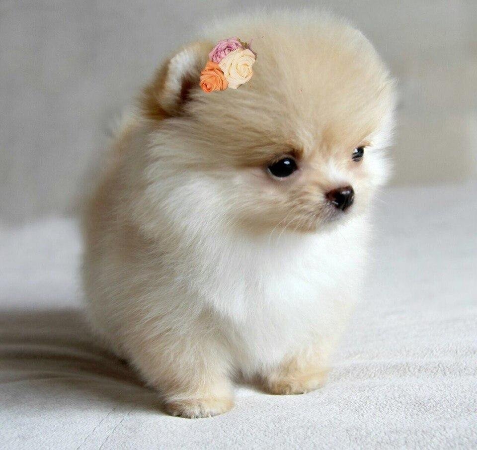 Шпиц мини микро стандарт