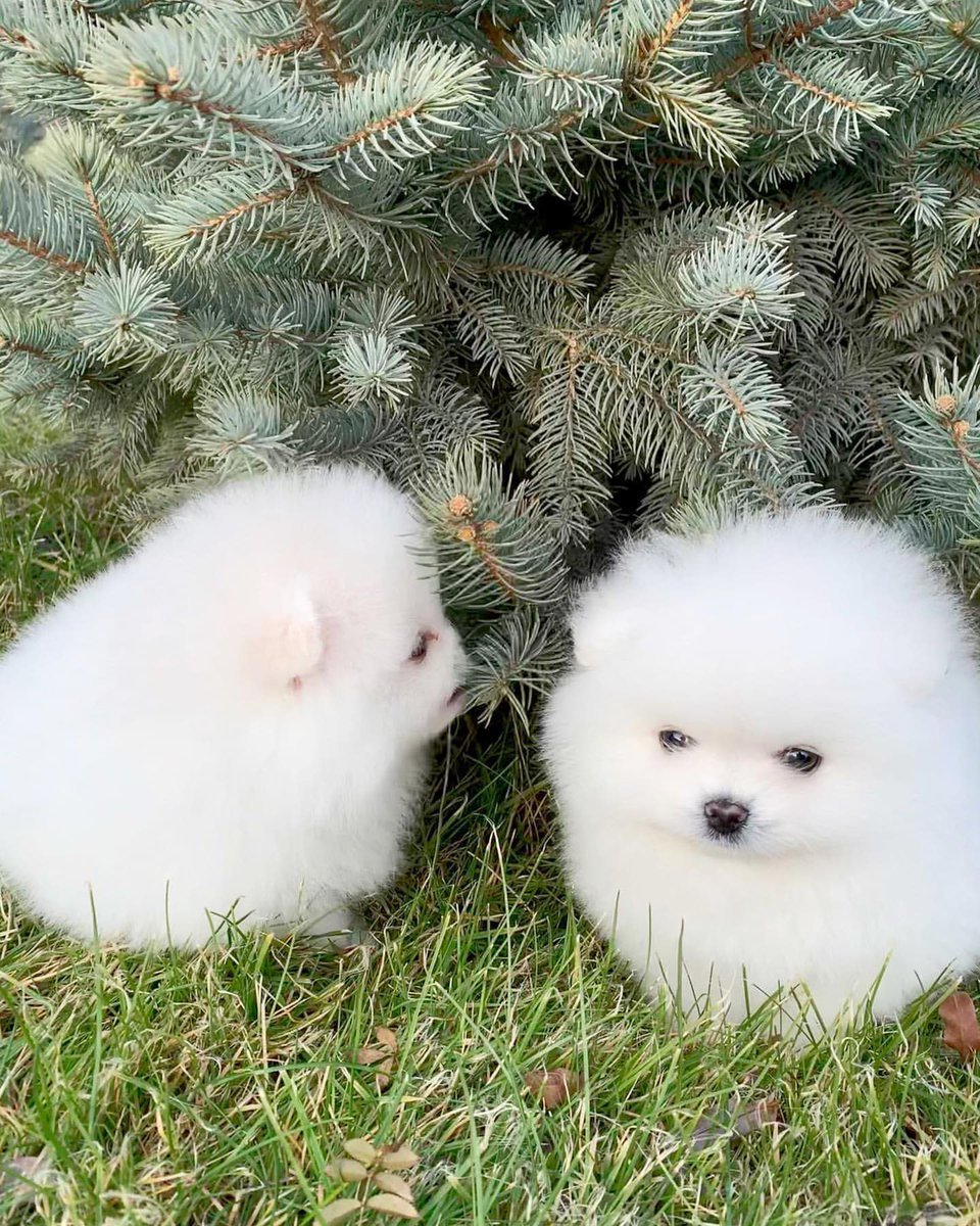 Шпиц померанский карликовый стриженный