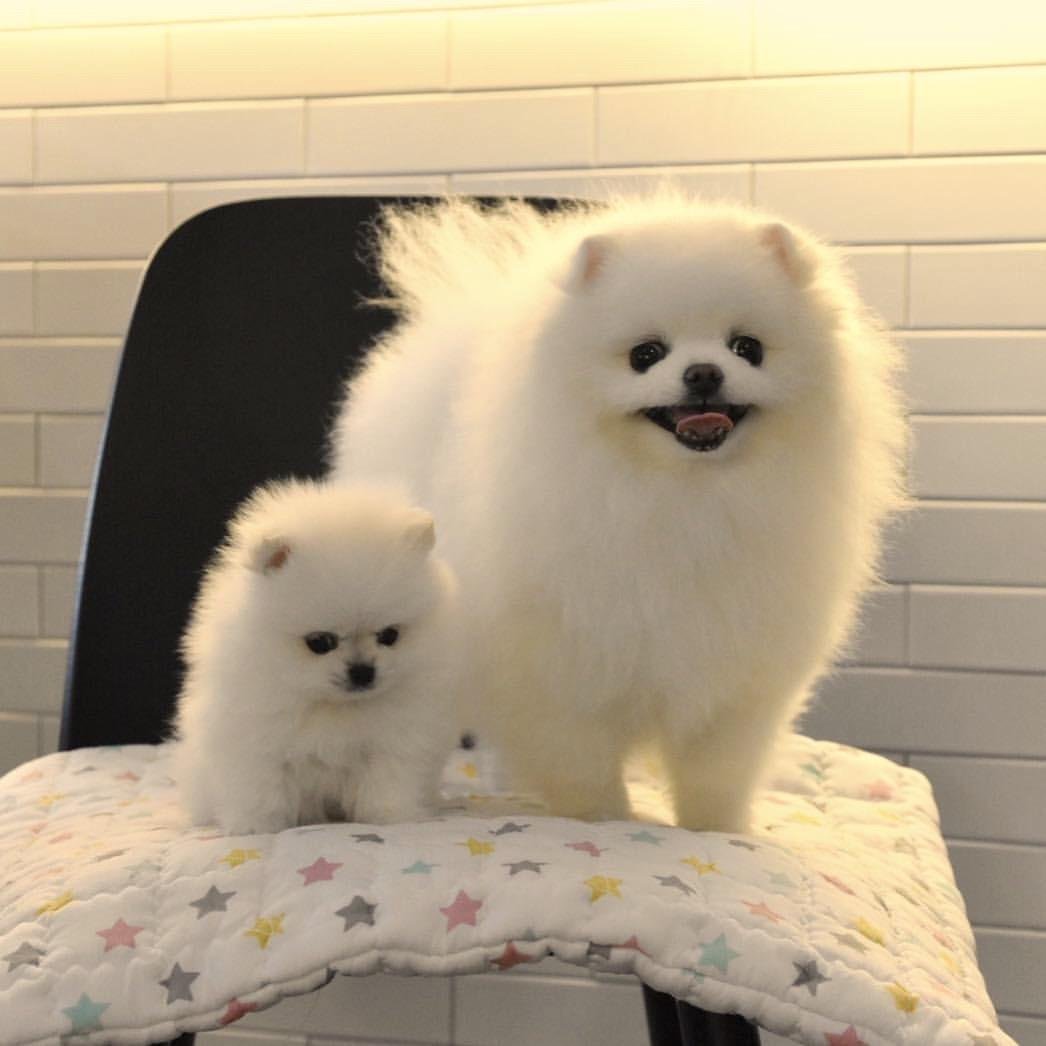 Шпиц померанец