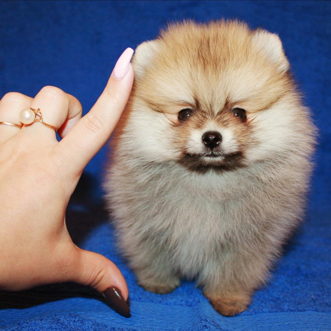 Японский шпиц карликовый померанский