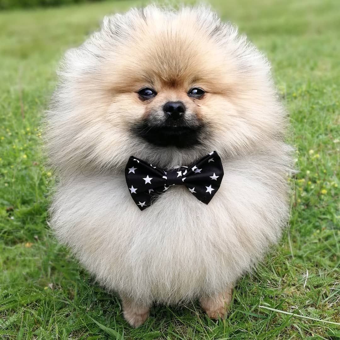 Померанский шпиц Пуппи