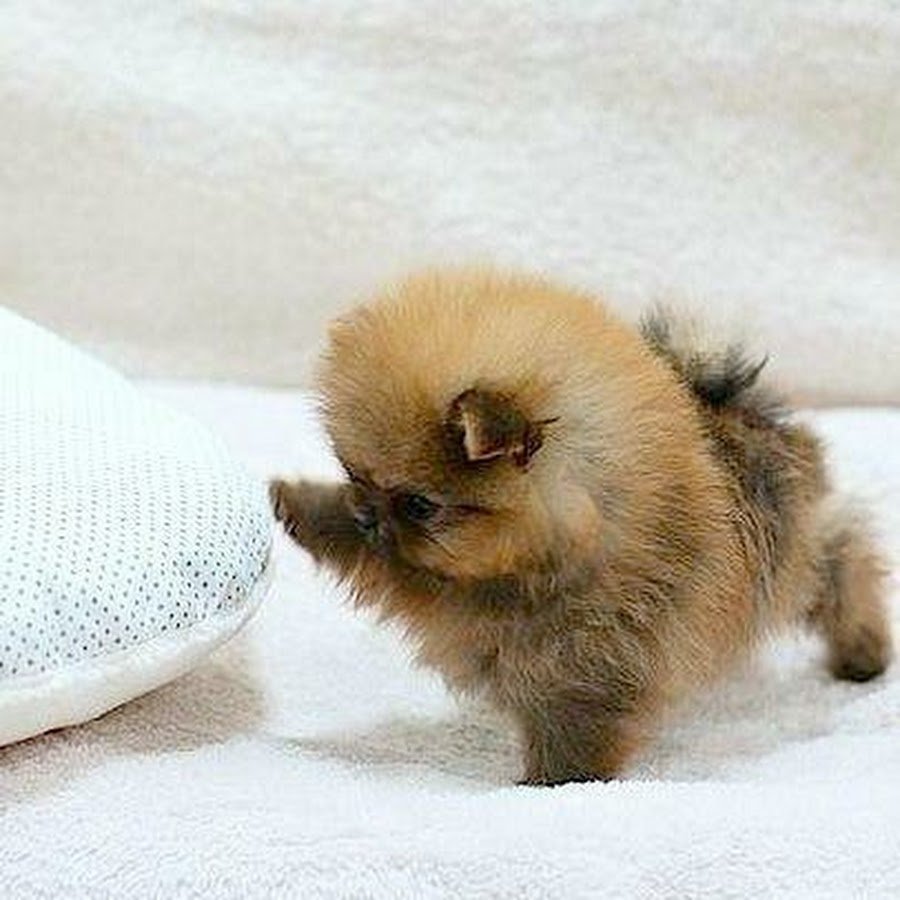 Померанский шпиц семейка