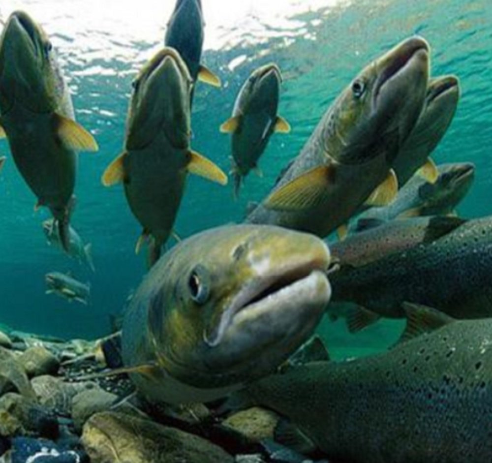 Балтийский лосось нерест