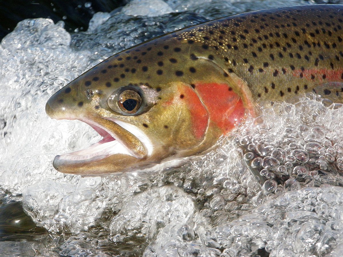 Печоро-Илычский заповедник рыбы