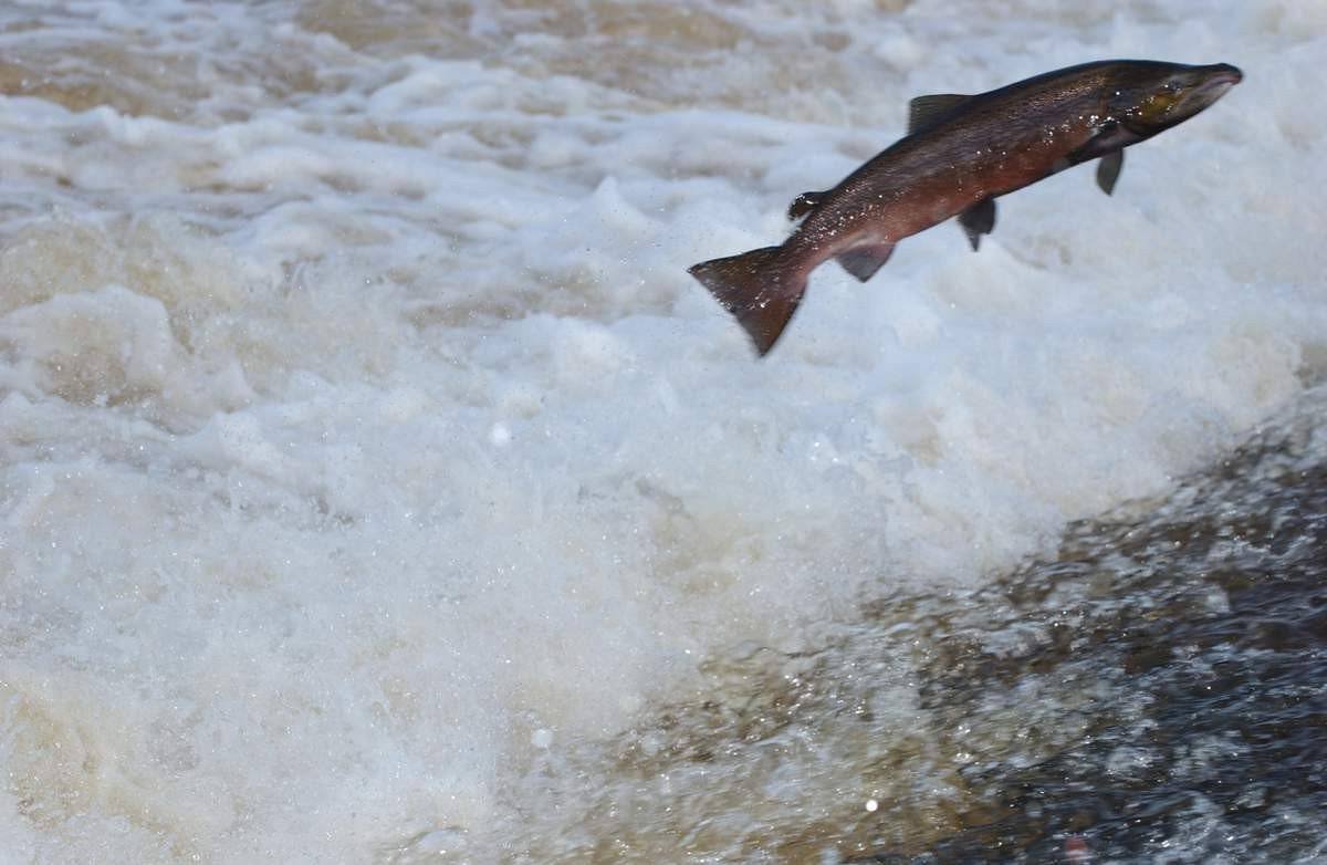 Внутренности Речной форели