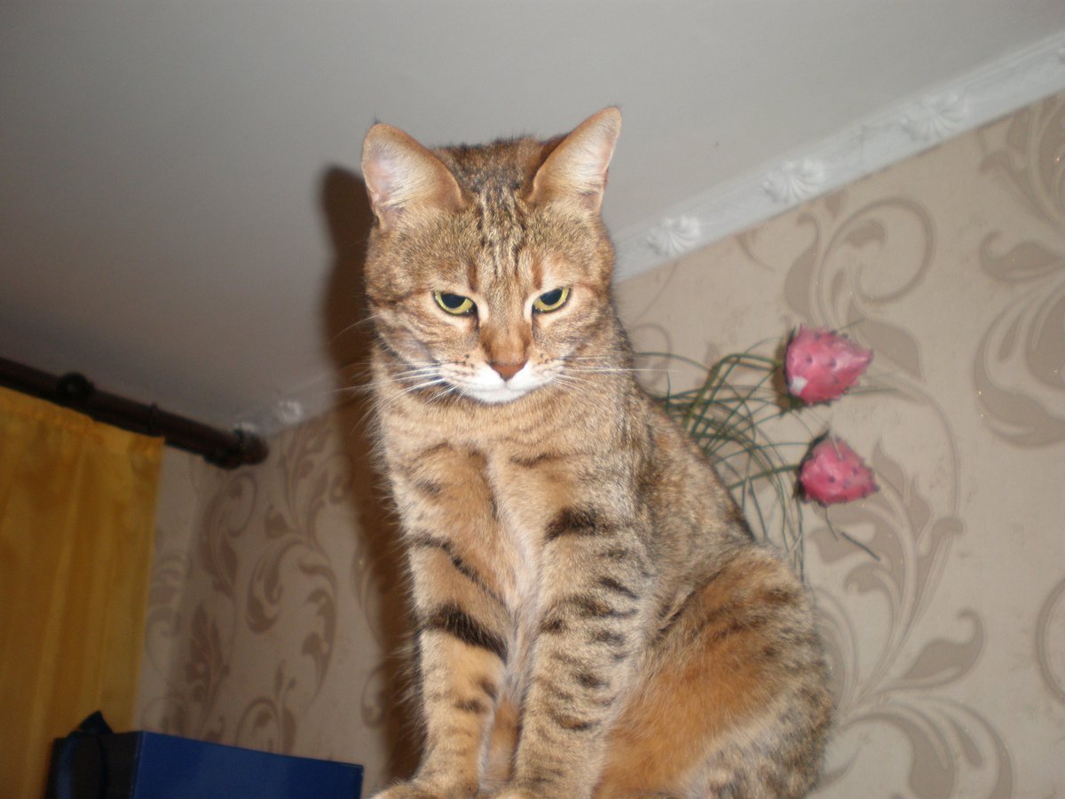 Камышовый кот Хаус