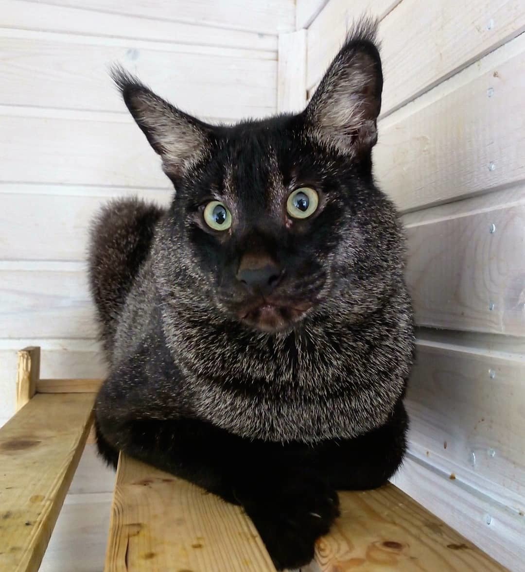 Камышовый кот черный