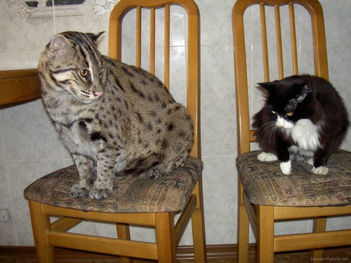 Камышовый окрас кота