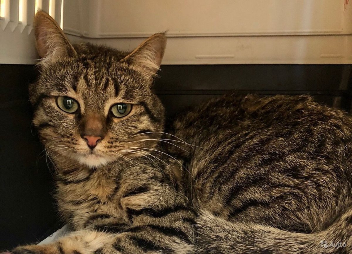 Камышовый окрас