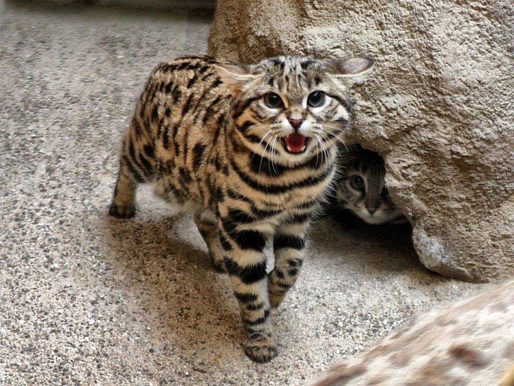 Камышовая кошка котята