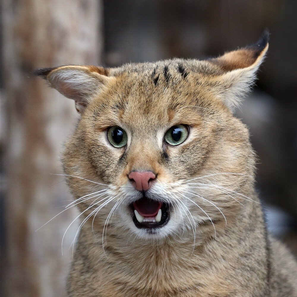 Камышовая кошка котята