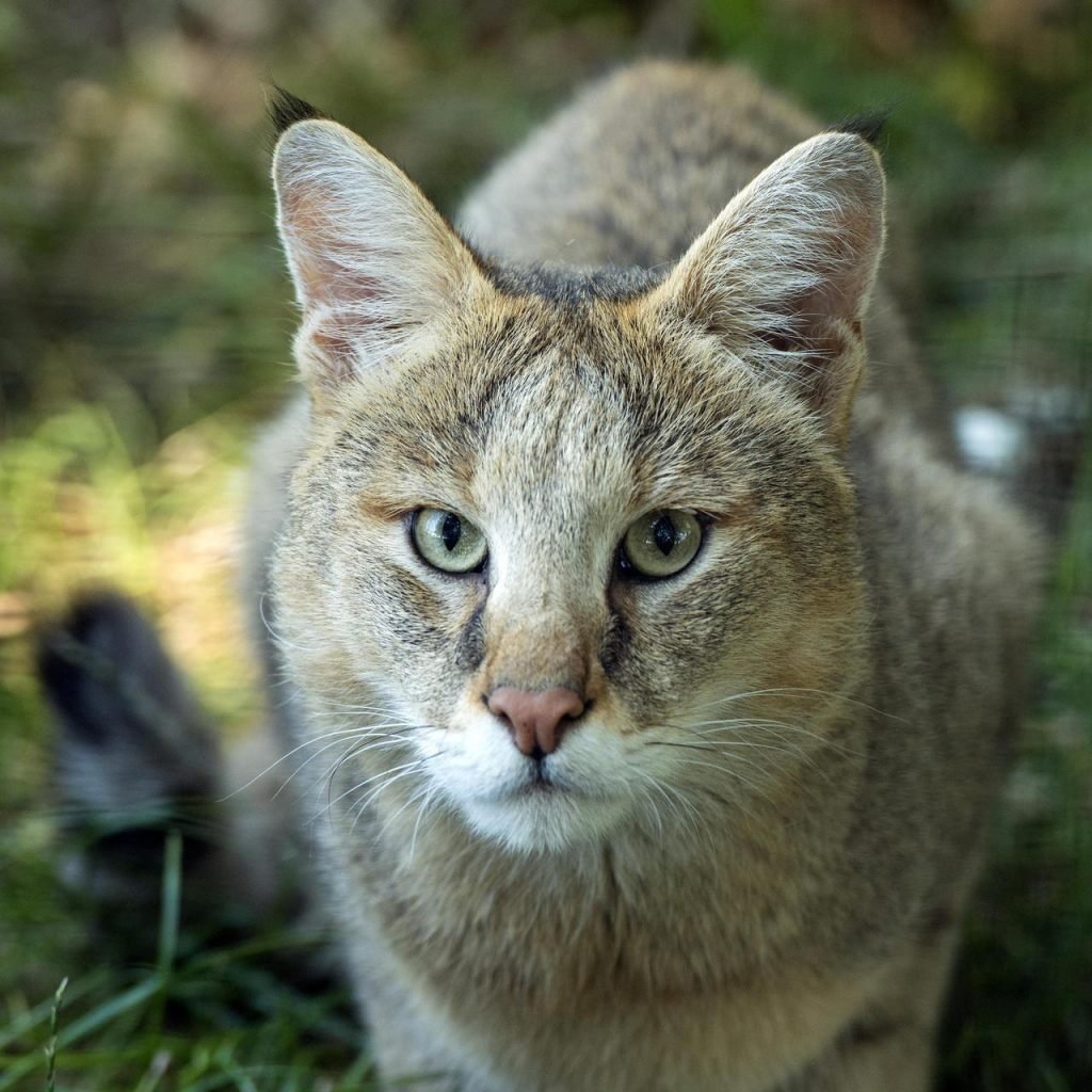 Камышовый кот пиксибоб