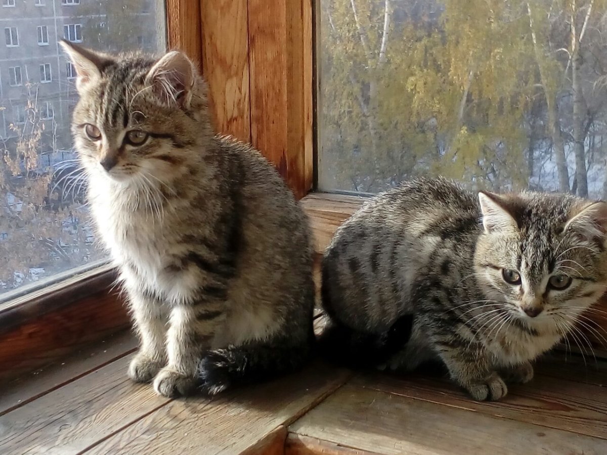 Европейский Лесной кот камышовый