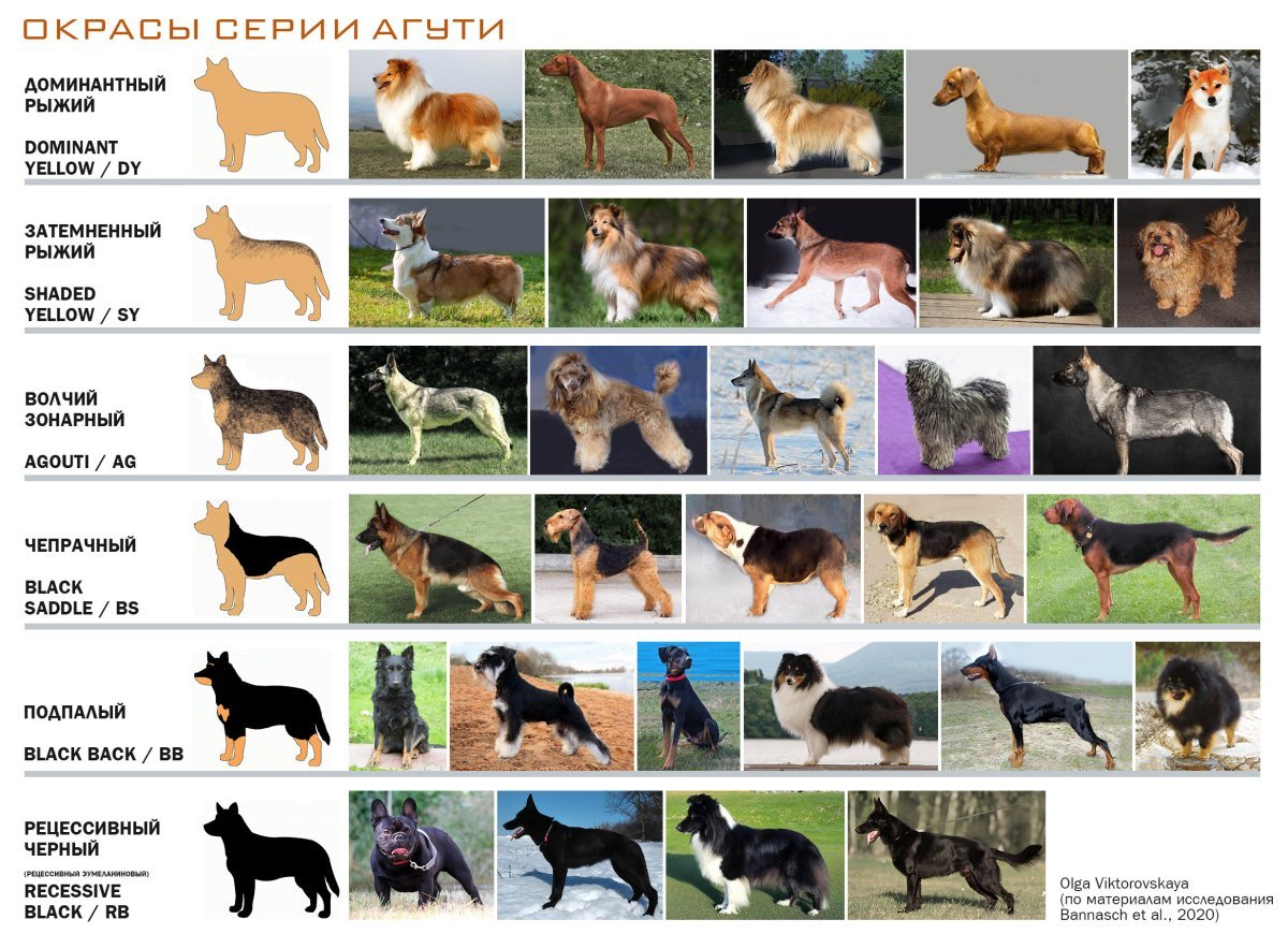Порода Сибирский хаски окрасы