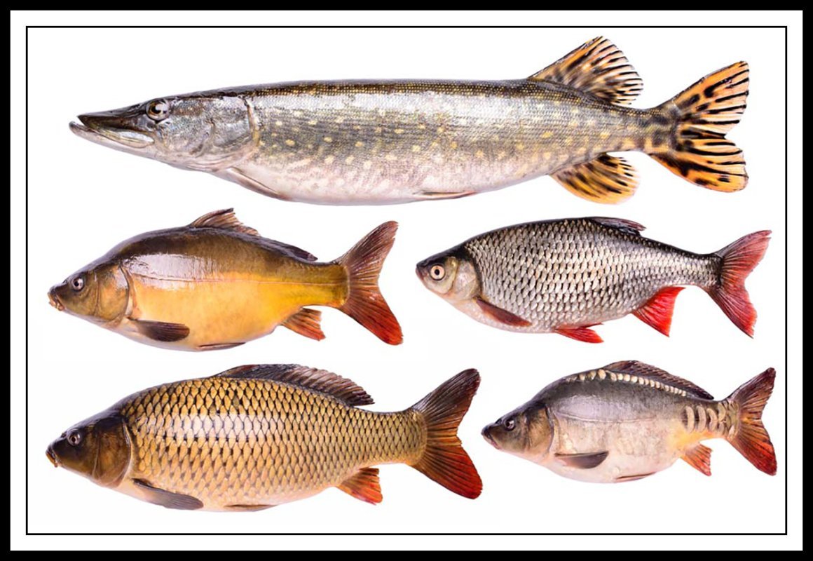 Рыба в обтравку