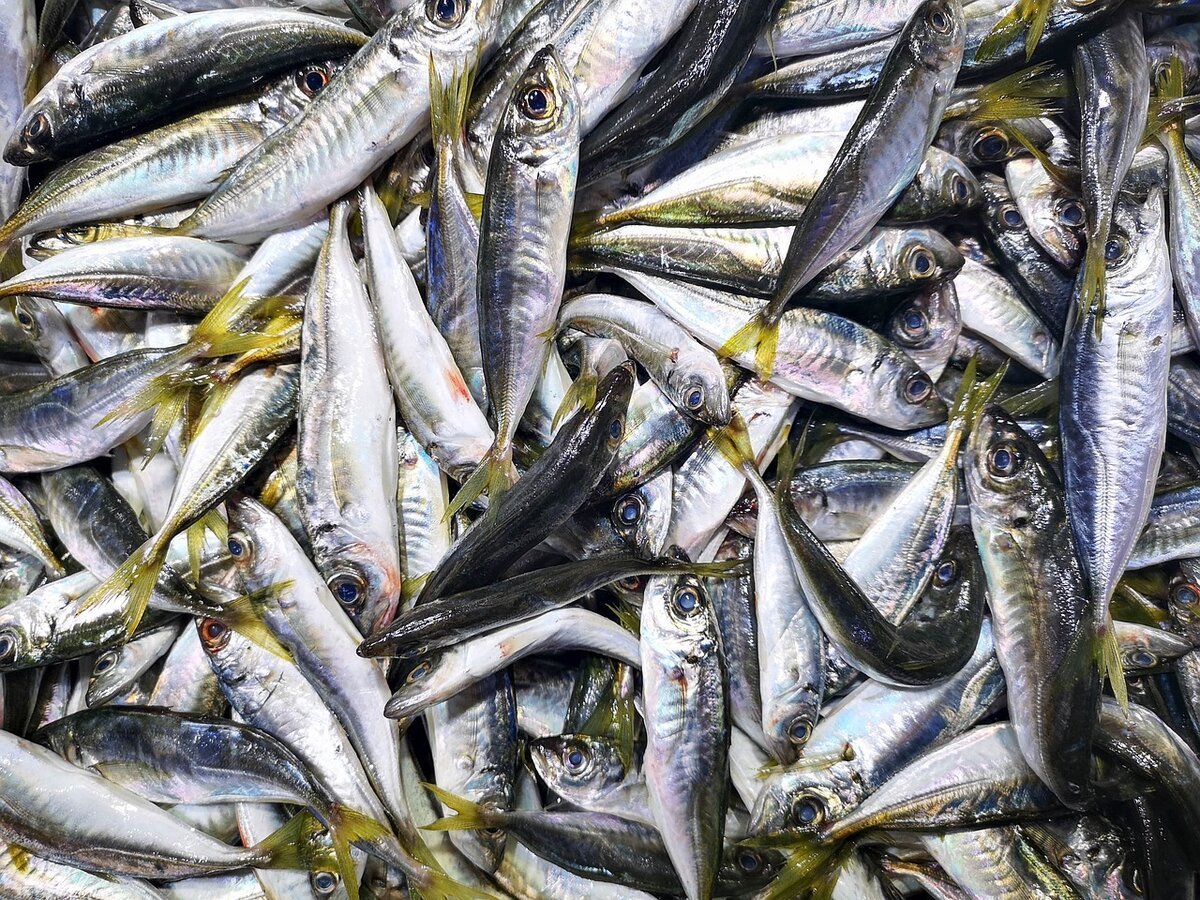 Мелкая Промысловая рыба