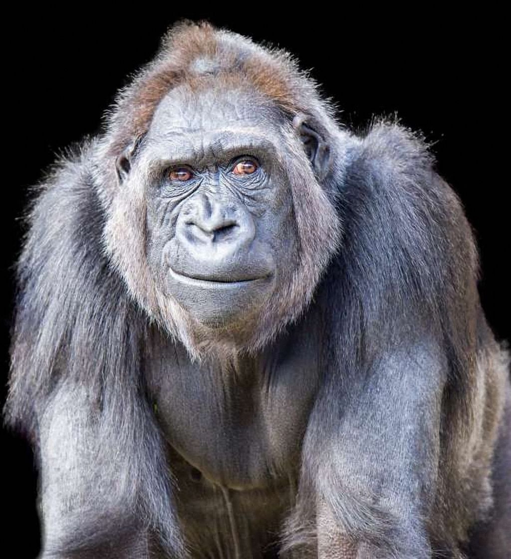 Волосатая обезьяна