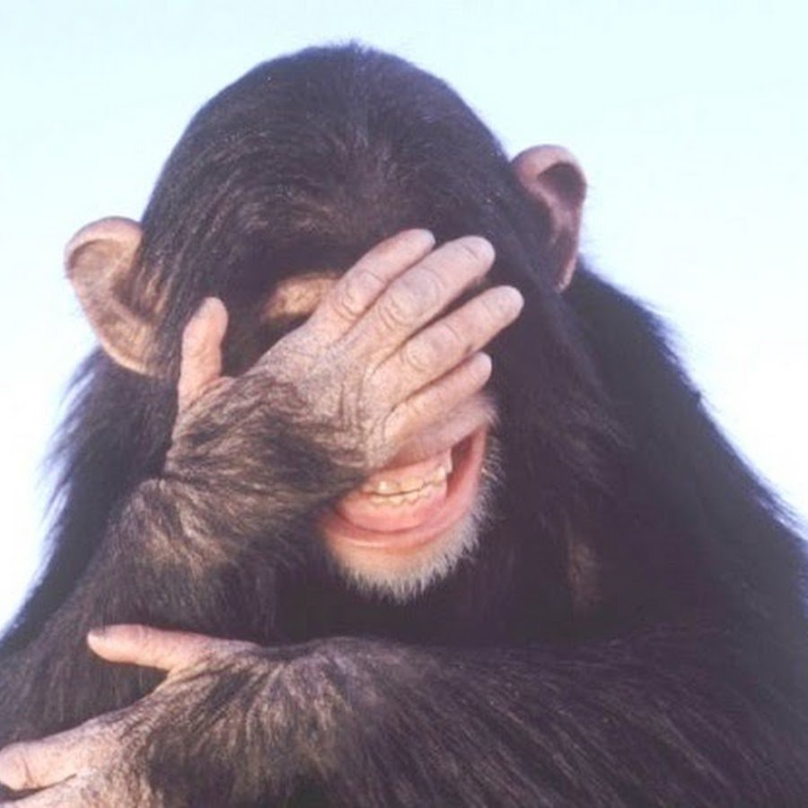 Обезьянка в одежде