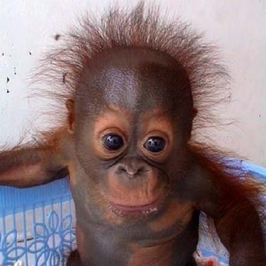 Обезьяна пугается