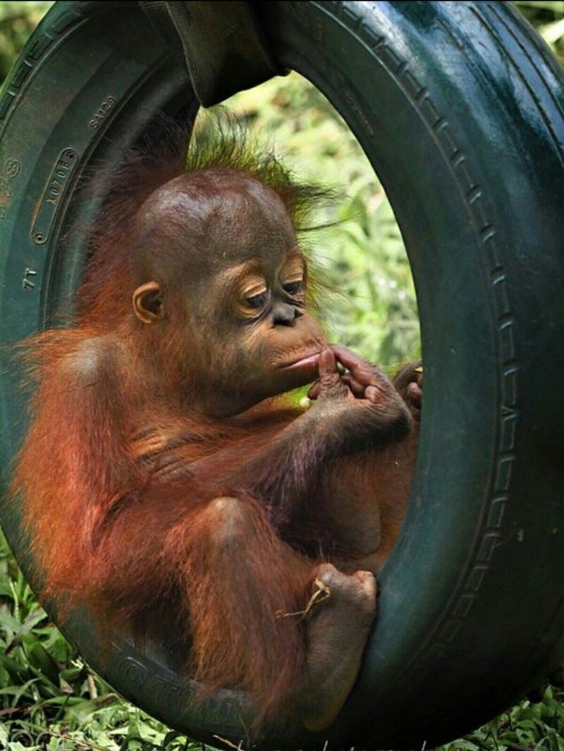 Арчи обезьяна