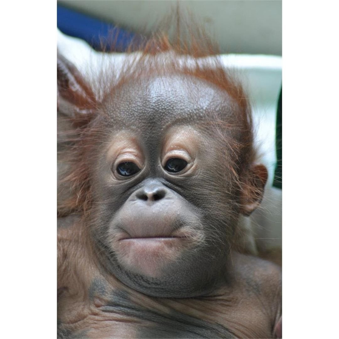 Обьясзяна показывает язык